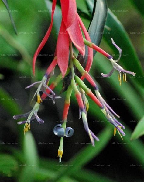 垂花水塔花|垂花水塔花 (護理, 特徵, 花, 圖片)